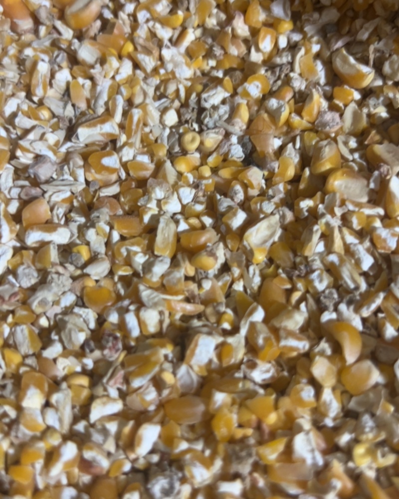 碎玉米下脚料，净粮过风过筛，毛粮毛糠都有现货