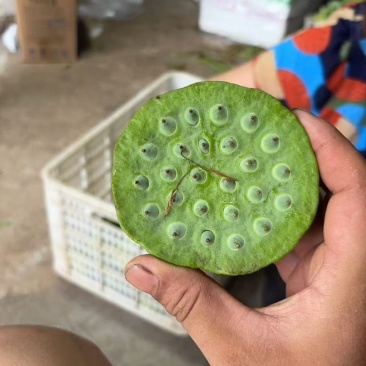 水果莲蓬5/7成熟，8公分起，根据莲蓬大小空籽3/4个