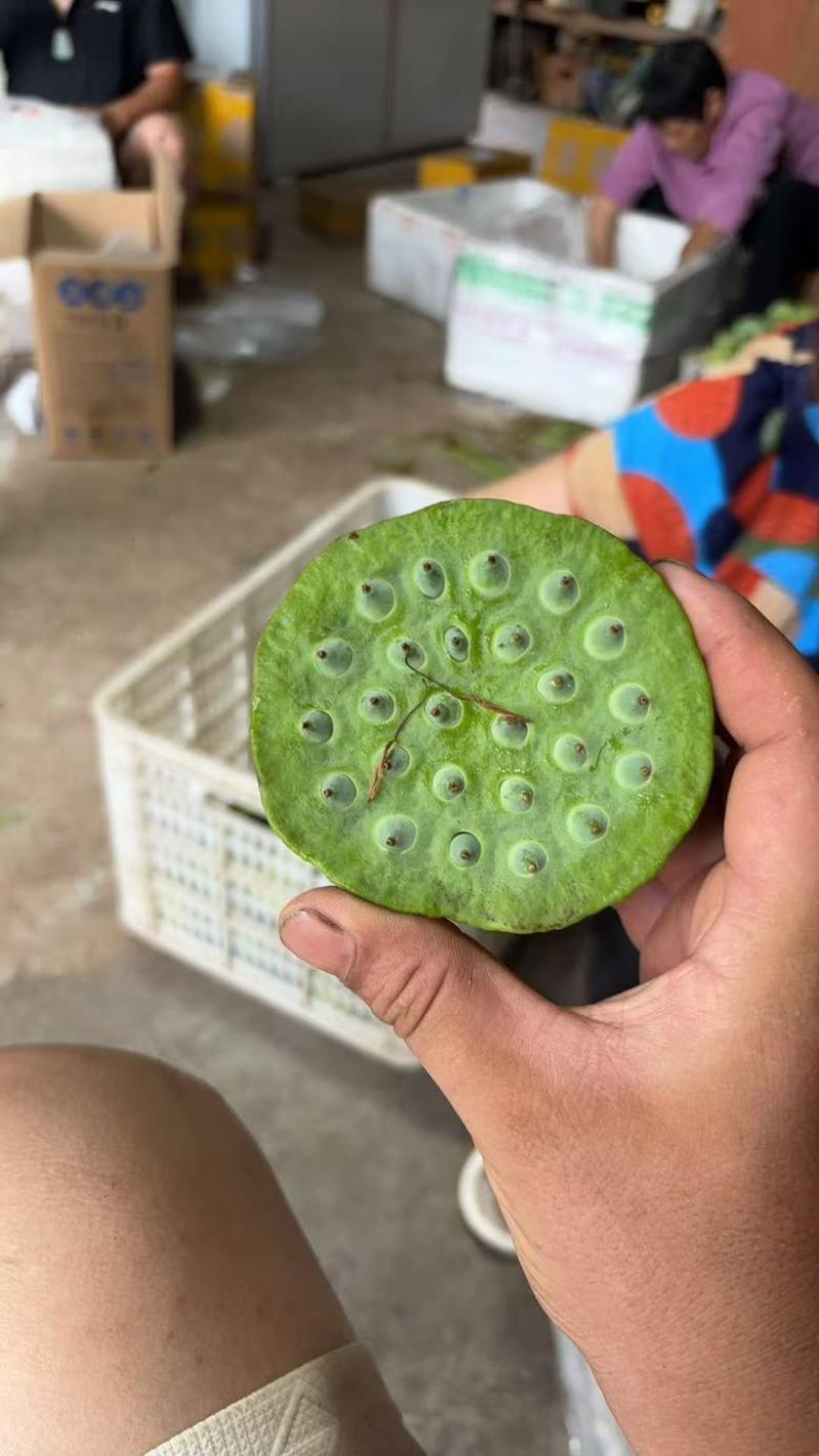 水果莲蓬5/7成熟，8公分起，根据莲蓬大小空籽3/4个