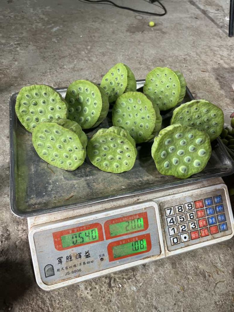 水果莲蓬5/7成熟，8公分起，根据莲蓬大小空籽3/4个