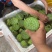 水果莲蓬5/7成熟，8公分起，根据莲蓬大小空籽3/4个
