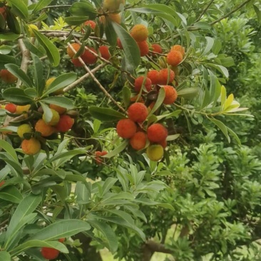 东魁杨梅