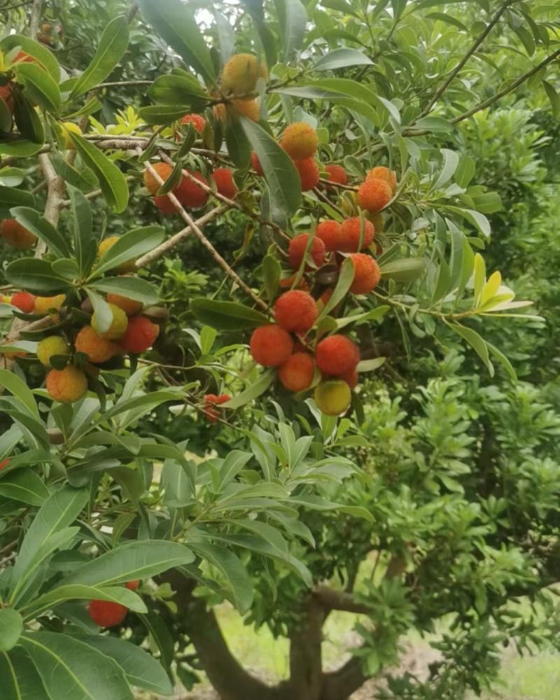 东魁杨梅