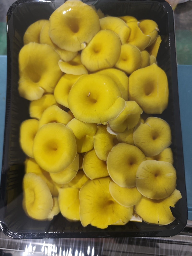 精品榆黄蘑，鸡油菌，黄金菇