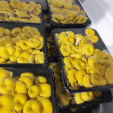 精品榆黄蘑，鸡油菌，黄金菇