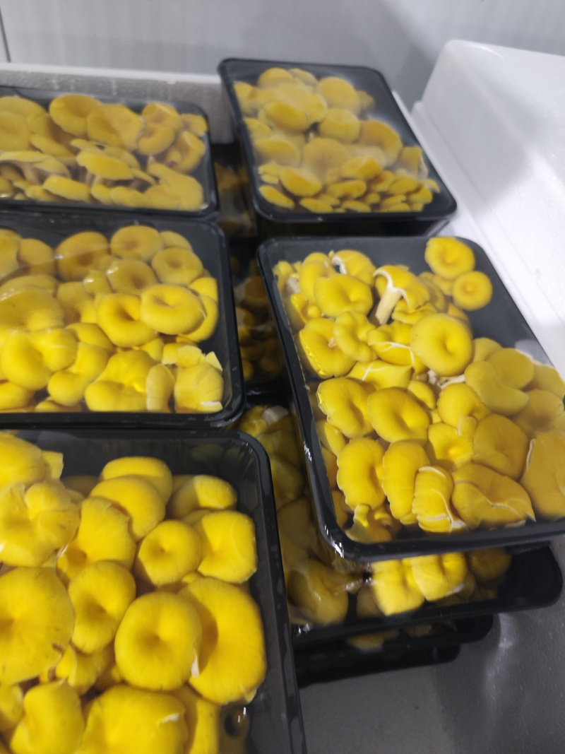 精品榆黄蘑，鸡油菌，黄金菇