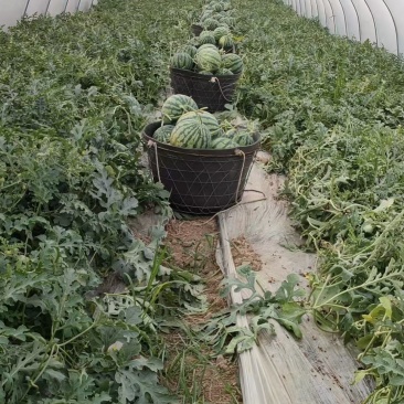 头茬美都西瓜，甜度高，大小适中