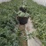 头茬美都西瓜，甜度高，大小适中