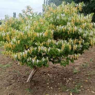金银花鲜花