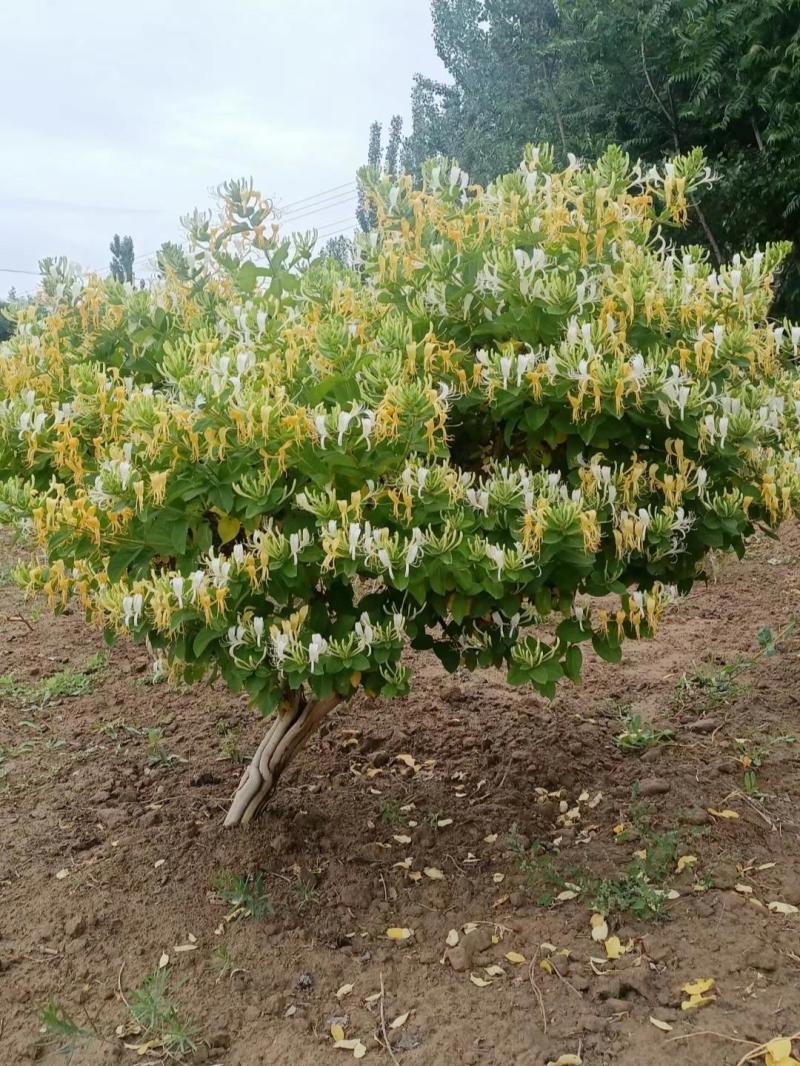 金银花鲜花