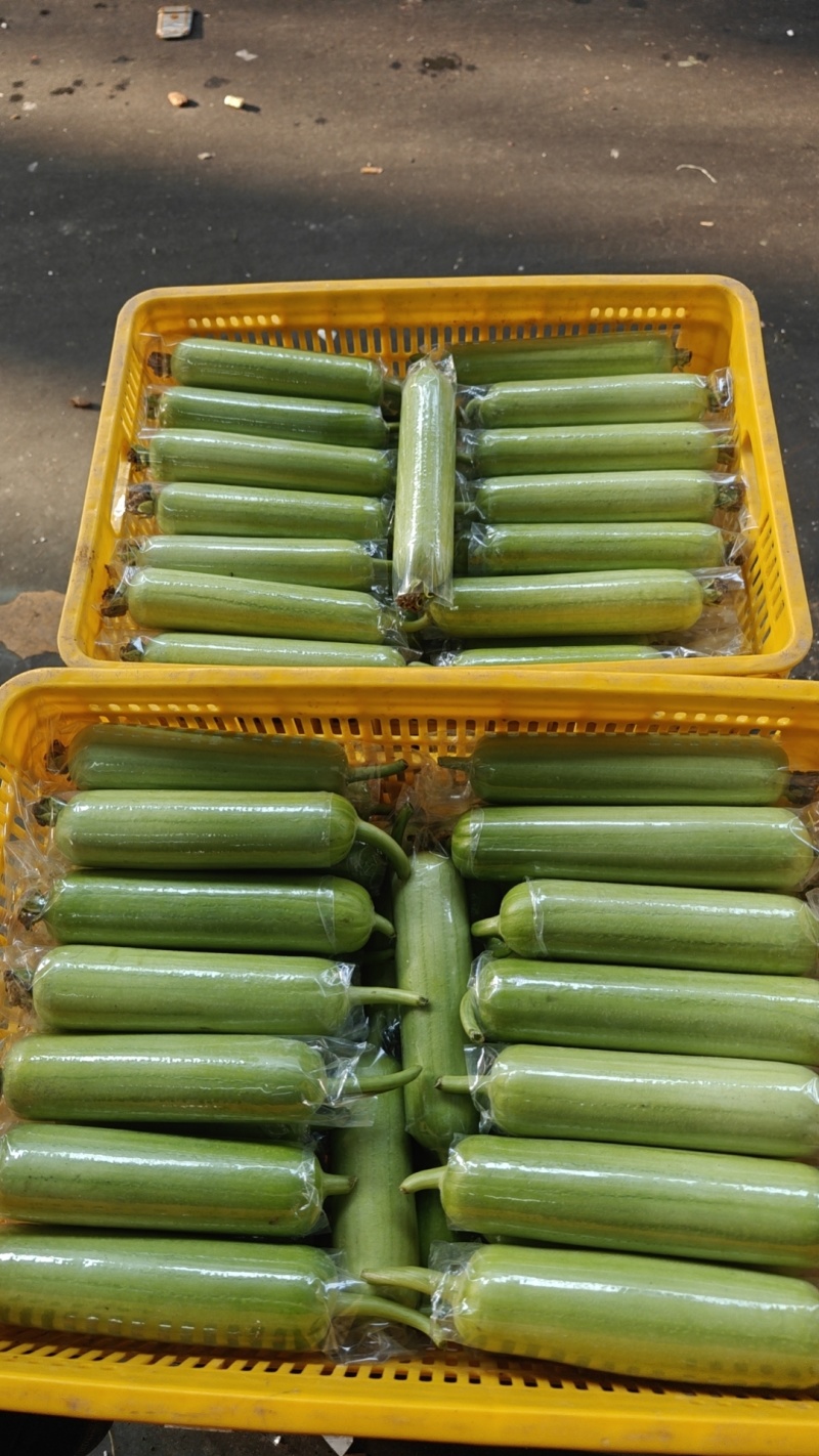 湖南白玉丝瓜