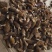 野生羊肚菌，干货
