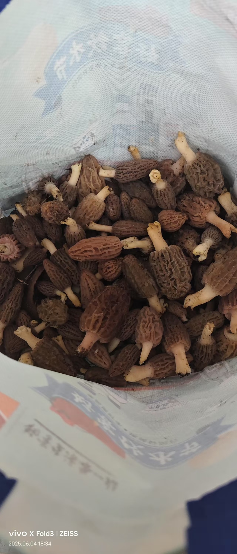 野生羊肚菌，干货
