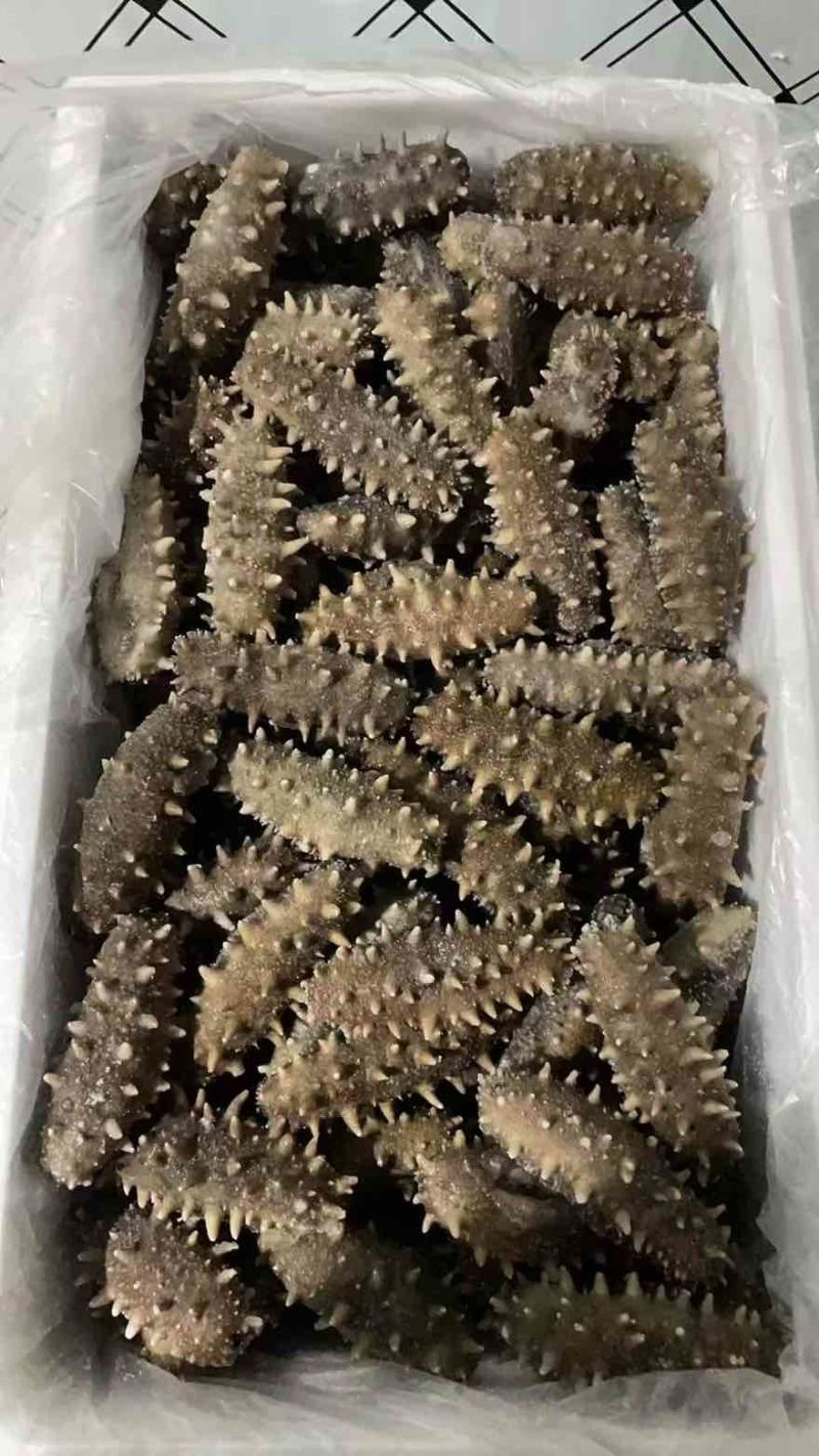 海参，即食海参，辽刺大连海参，厂家直销售，质量保证，规格齐全