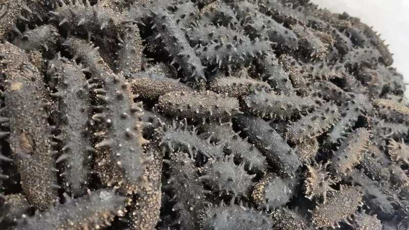 海参，即食海参，辽刺大连海参，厂家直销售，质量保证，规格齐全