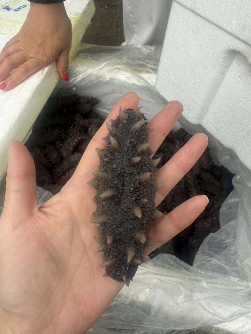 海参，即食海参，辽刺大连海参，厂家直销售，质量保证，规格齐全