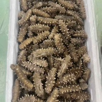 海参，即食海参，辽刺大连海参，厂家直销售，质量保证，规格齐全