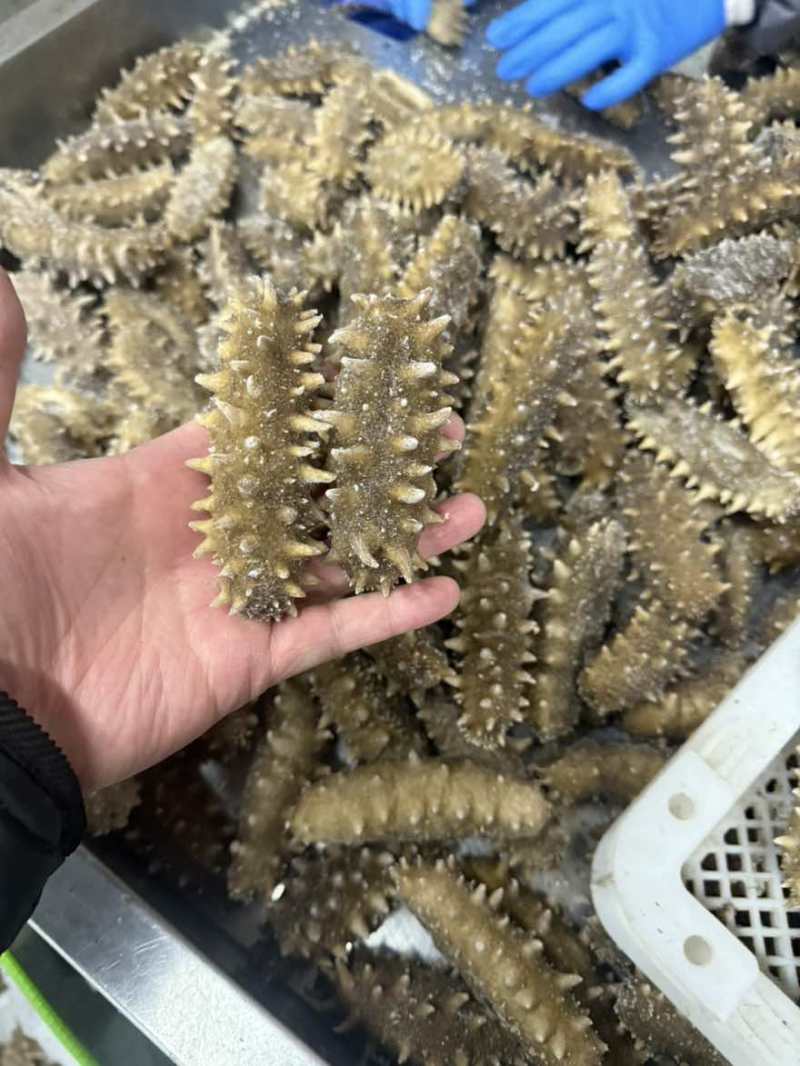 海参，即食海参，辽刺大连海参，厂家直销售，质量保证，规格齐全