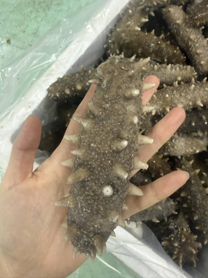 海参，即食海参，辽刺大连海参，厂家直销售，质量保证，规格齐全