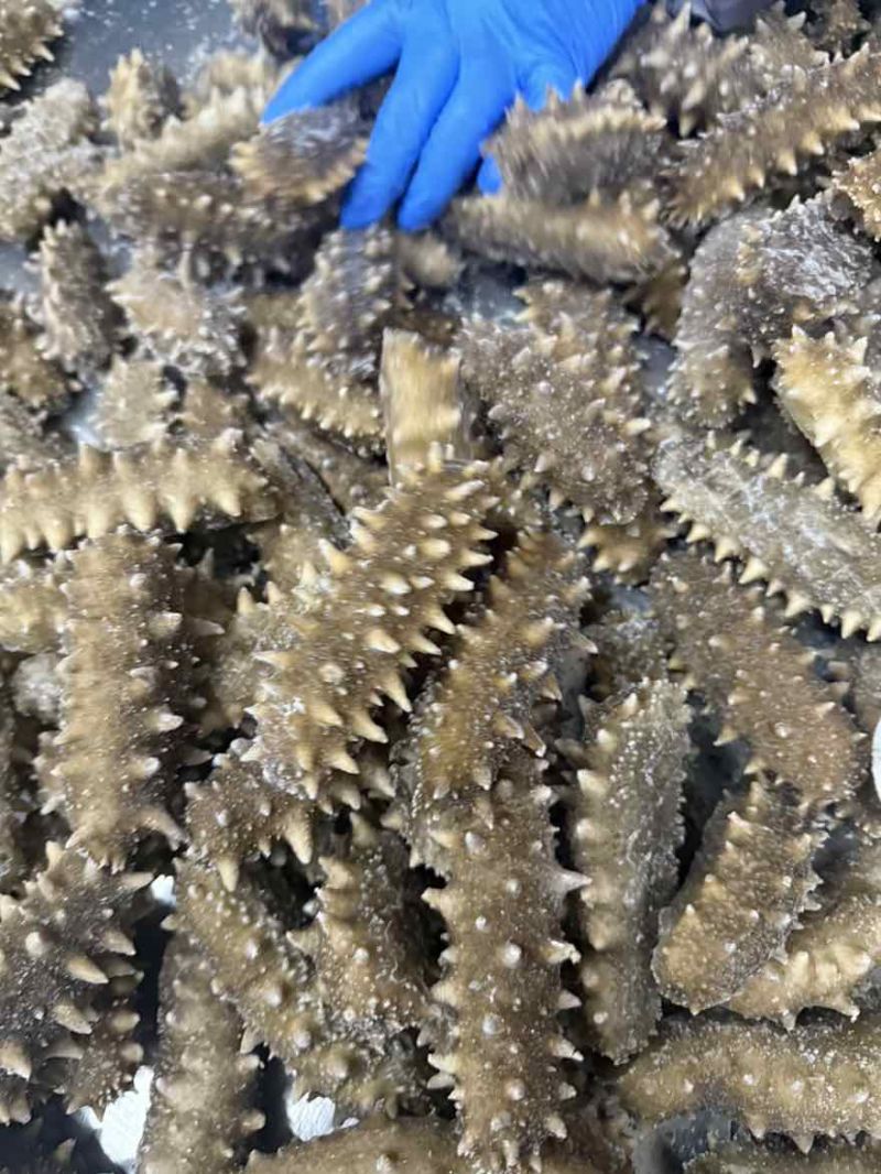 海参，即食海参，辽刺大连海参，厂家直销售，质量保证，规格齐全