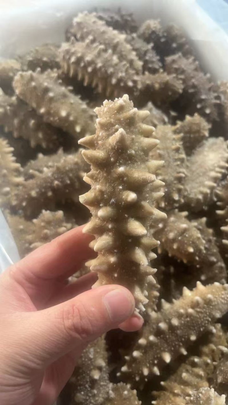 海参，即食海参，辽刺大连海参，厂家直销售，质量保证，规格齐全