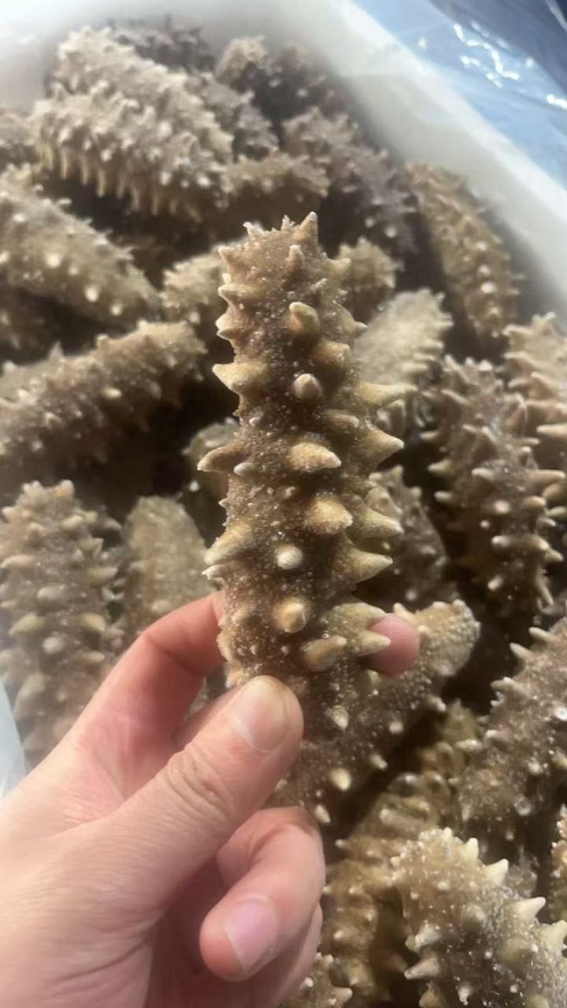 海参，即食海参，辽刺大连海参，厂家直销售，质量保证，规格齐全