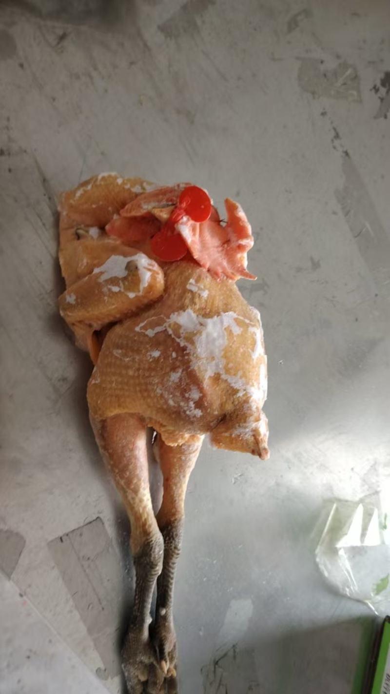 一级大冠公鸡