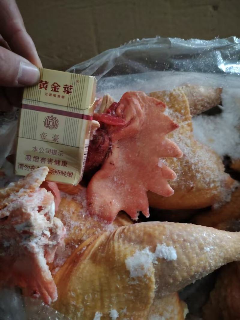一级大冠公鸡