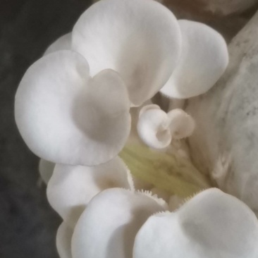 富硒平菇