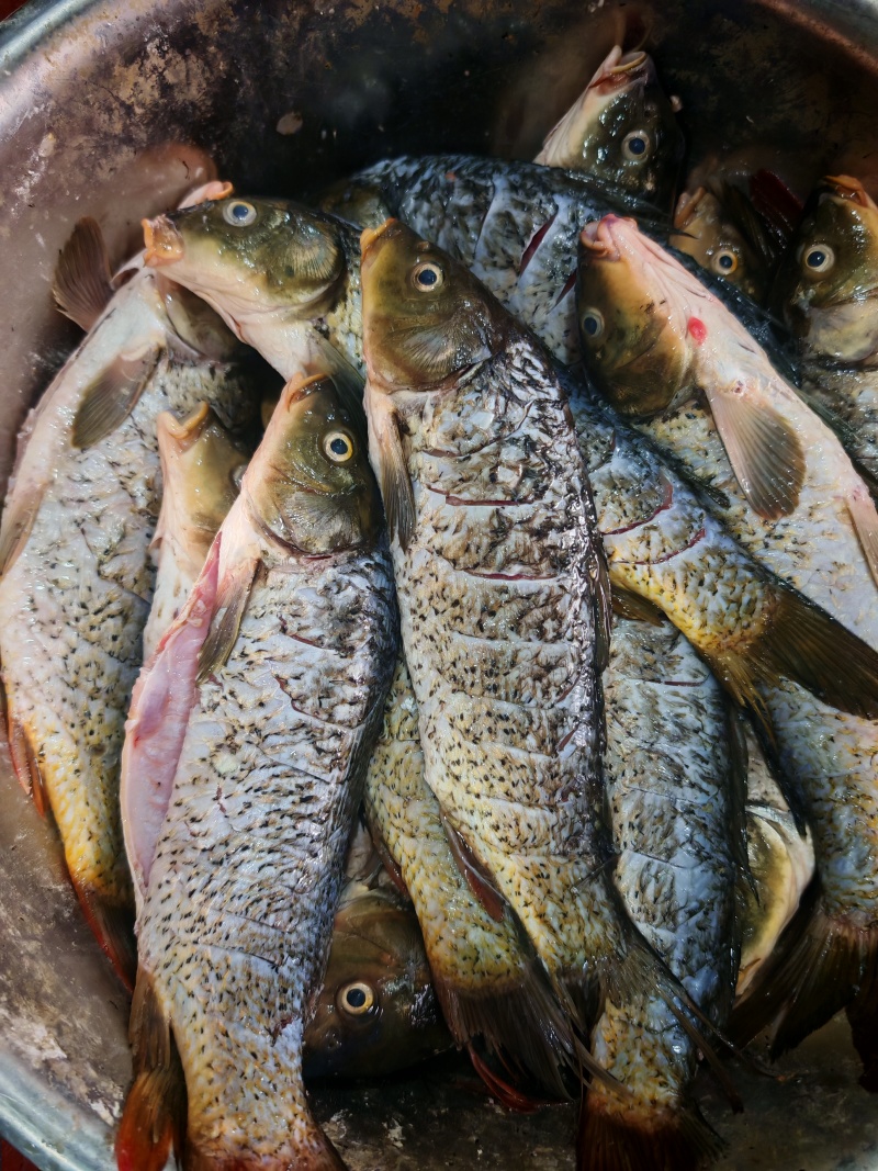 油炸大鲤鱼