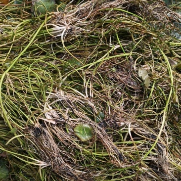 粉绿狐尾藻，荇菜等各种水生植物，