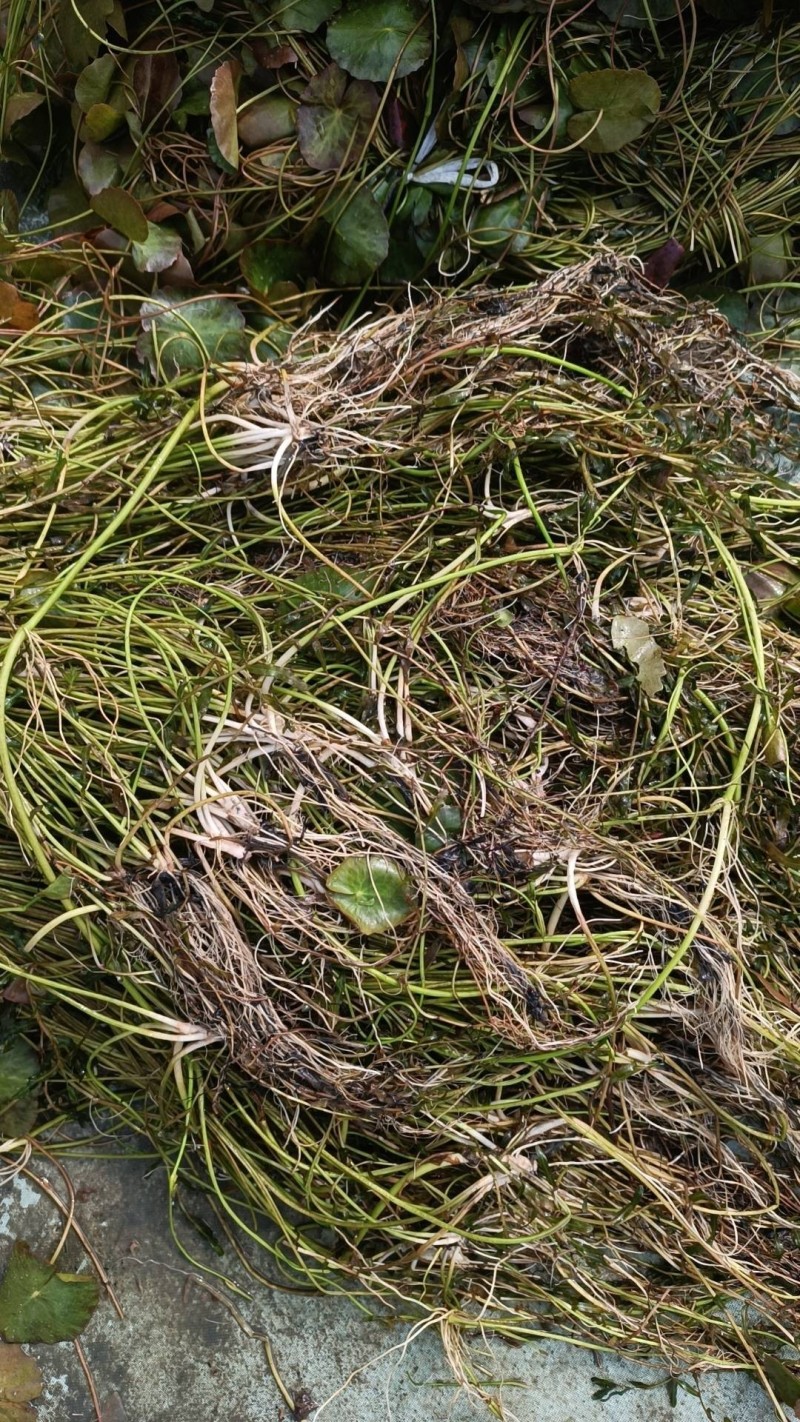 粉绿狐尾藻，荇菜等各种水生植物，