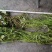 粉绿狐尾藻，荇菜等各种水生植物，
