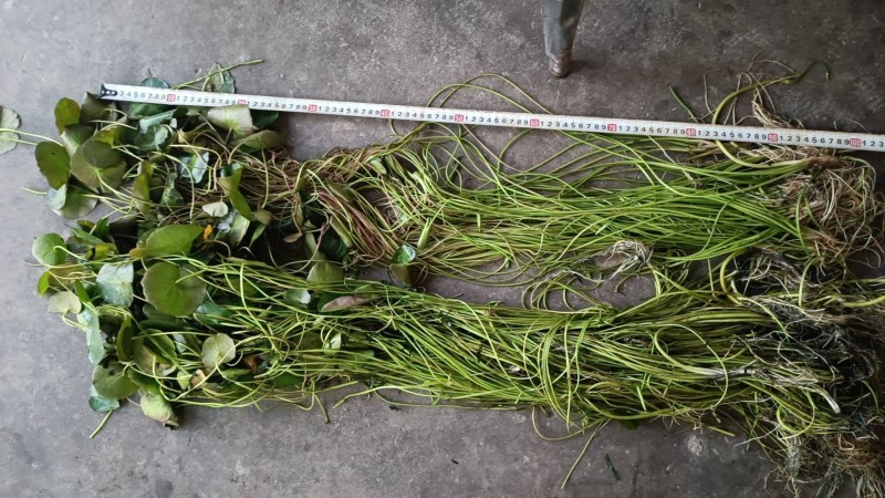 粉绿狐尾藻，荇菜等各种水生植物，