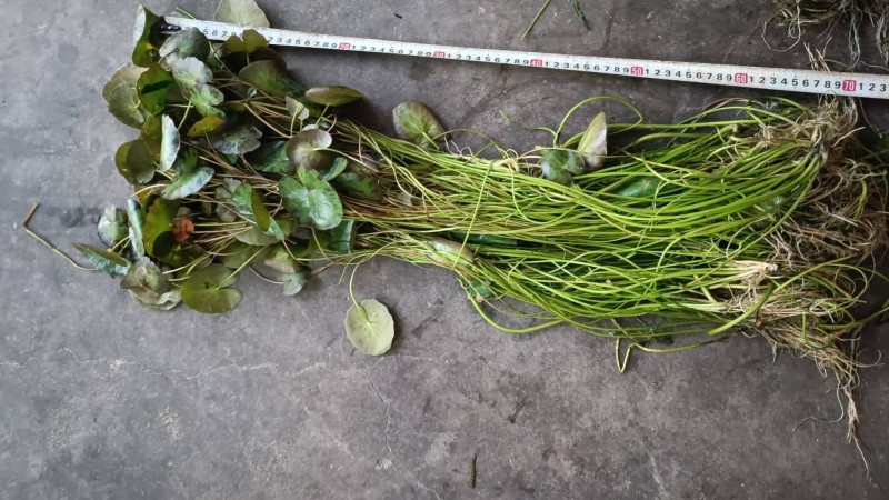 粉绿狐尾藻，荇菜等各种水生植物，