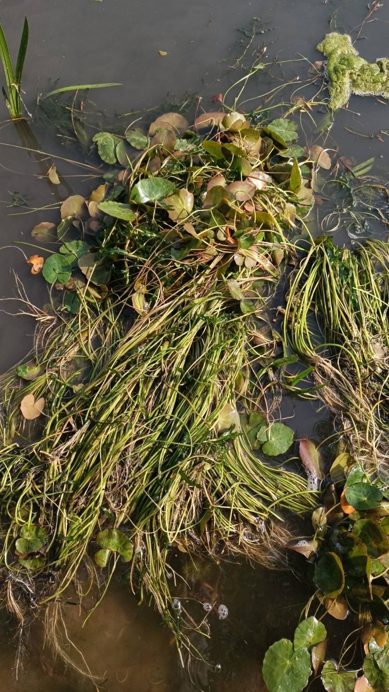 粉绿狐尾藻，荇菜等各种水生植物，
