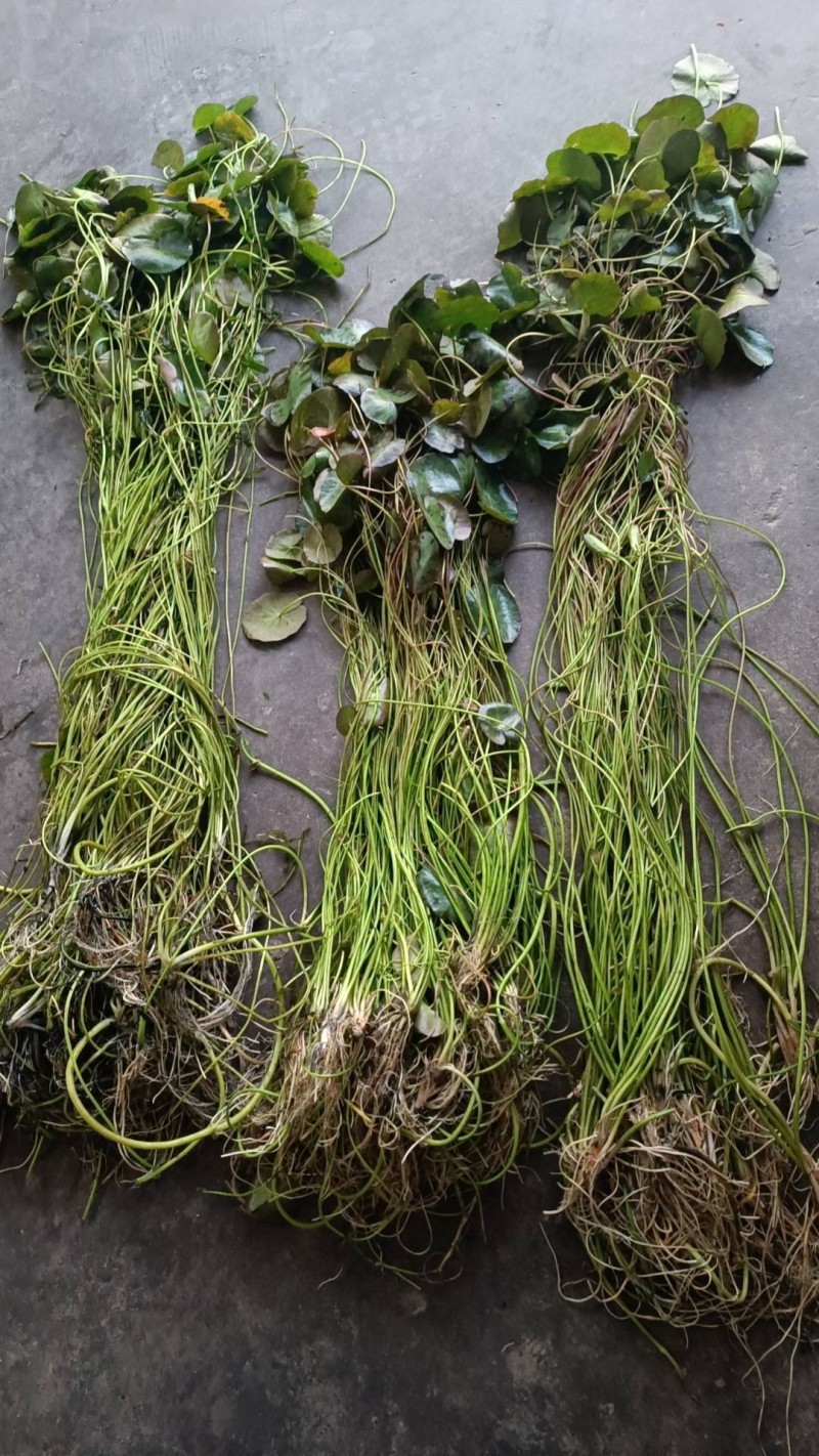 粉绿狐尾藻，荇菜等各种水生植物，