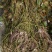 粉绿狐尾藻，荇菜等各种水生植物，