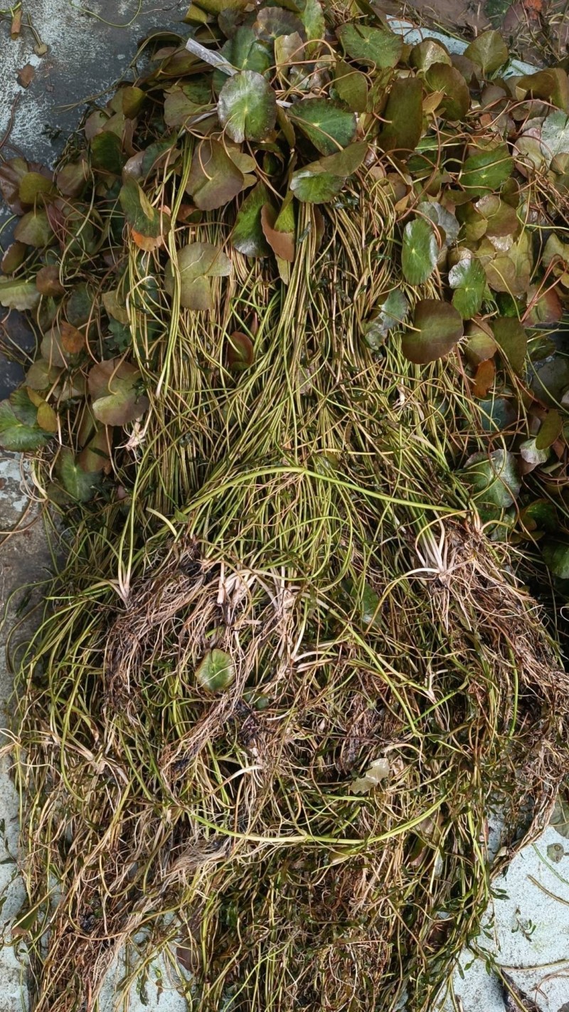 粉绿狐尾藻，荇菜等各种水生植物，