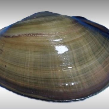 河蚌