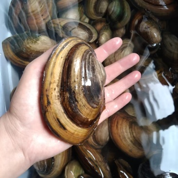 河蚌