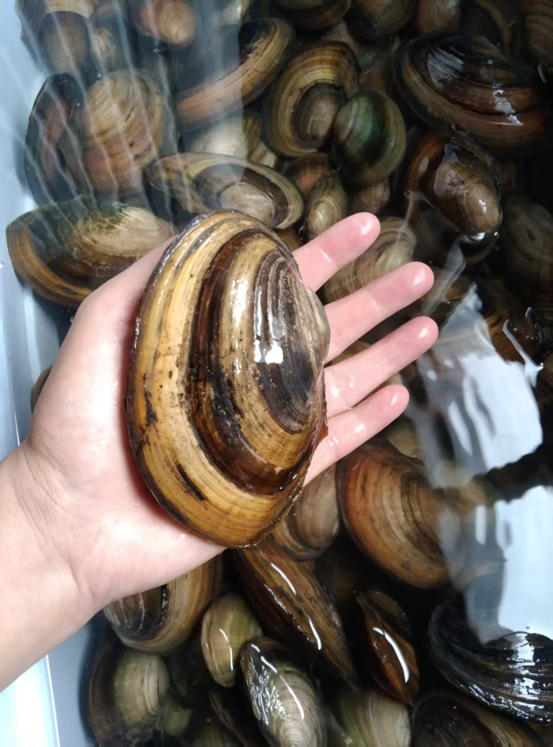 河蚌