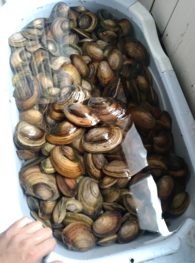 河蚌