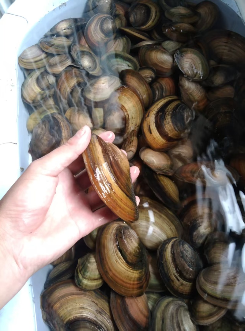 河蚌