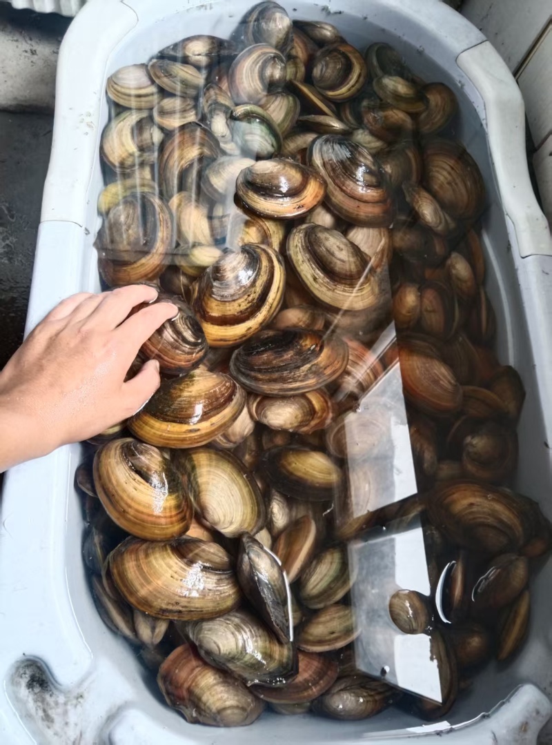 河蚌