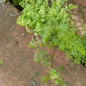 金钱草