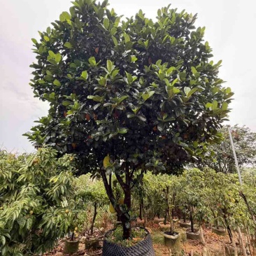 带果菠萝蜜果树