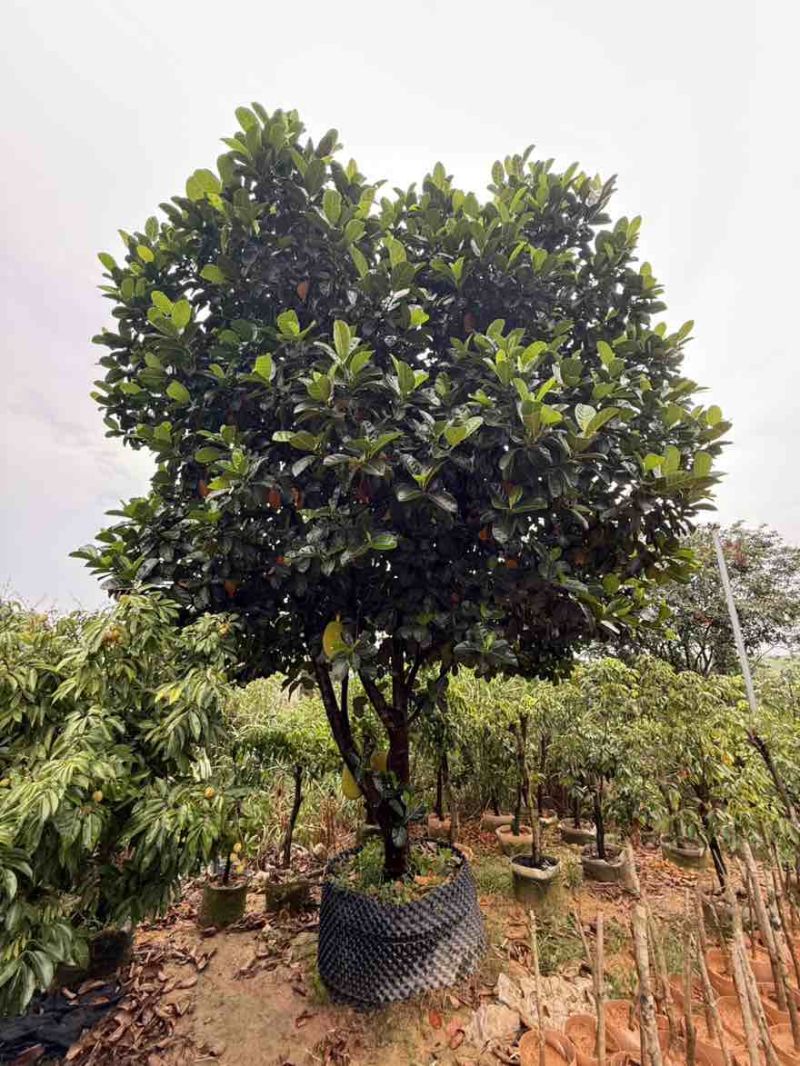 带果菠萝蜜果树