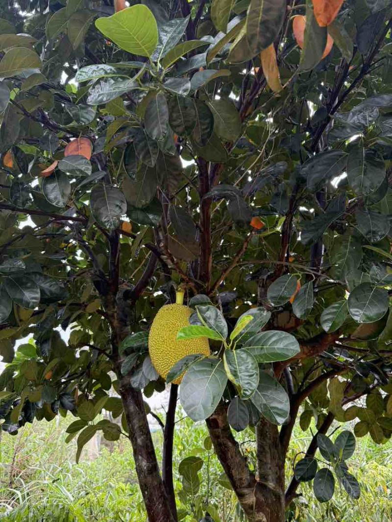 带果菠萝蜜果树