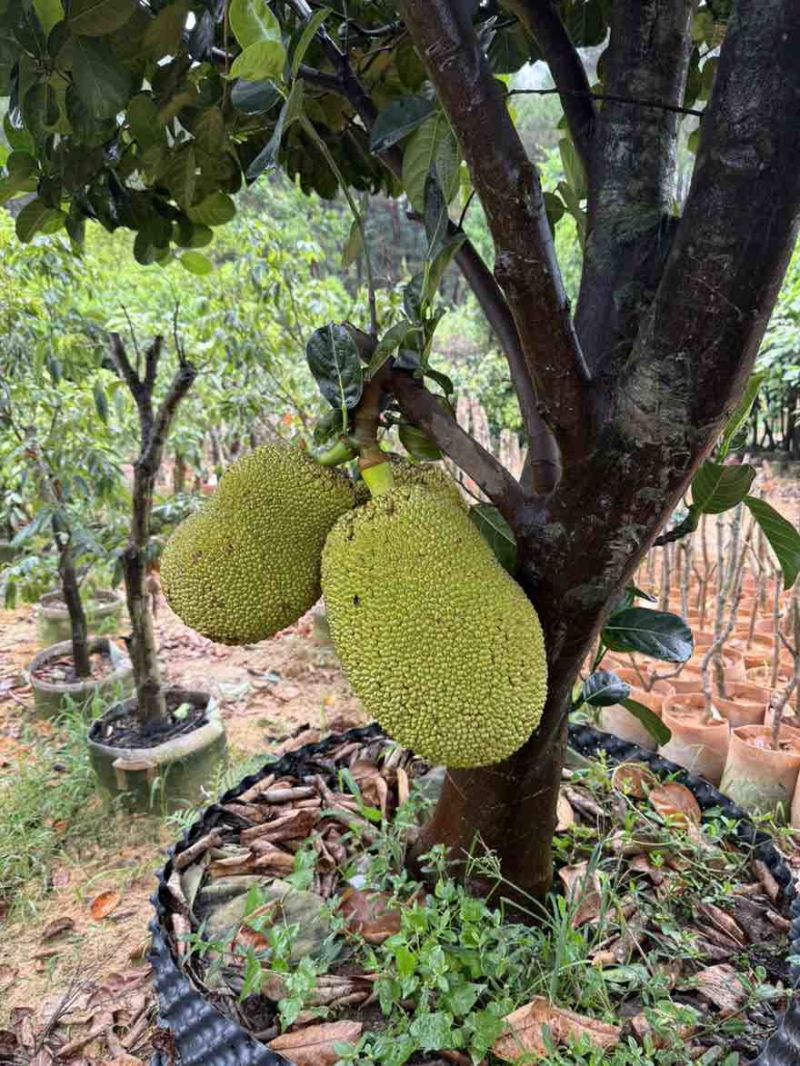 带果菠萝蜜果树